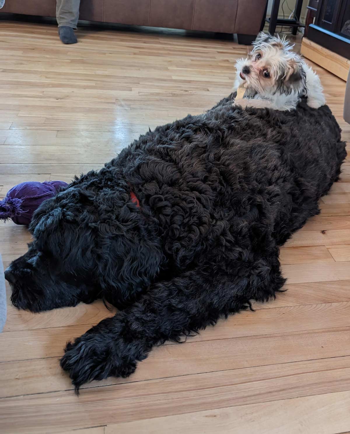 My mom got a puppy and she uses her sister as a rug