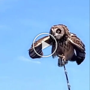 Saving An Owl Lost At Sea