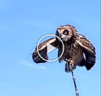 Saving An Owl Lost At Sea