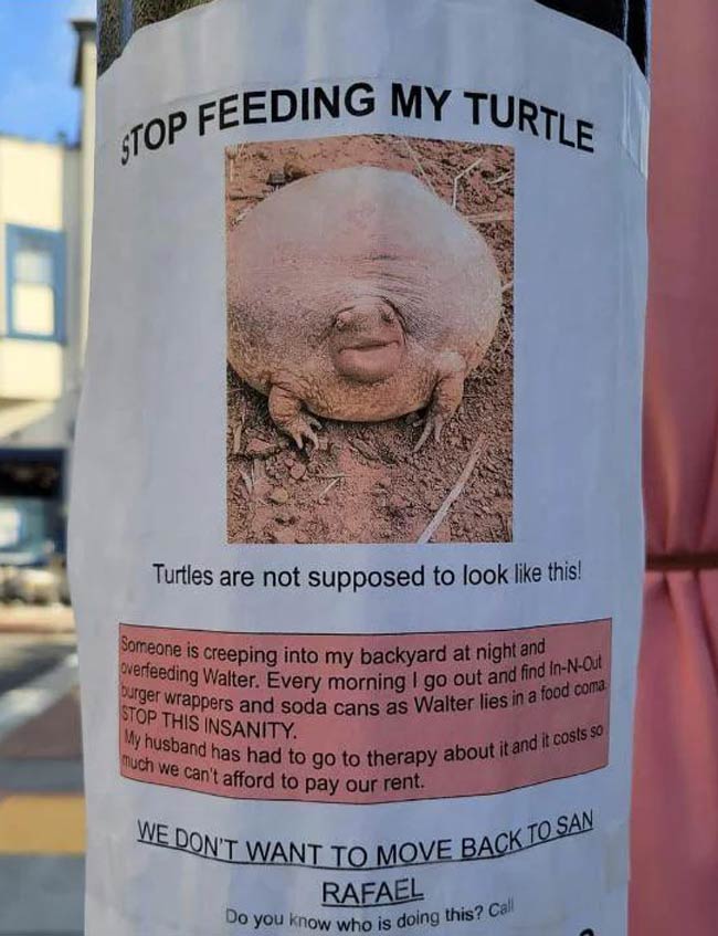 Stop feeding my turtle!