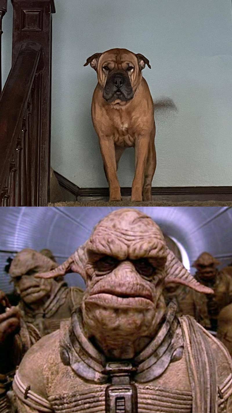 My dog looks like those aliens from The Fifth Element whenever she wakes up from a nap