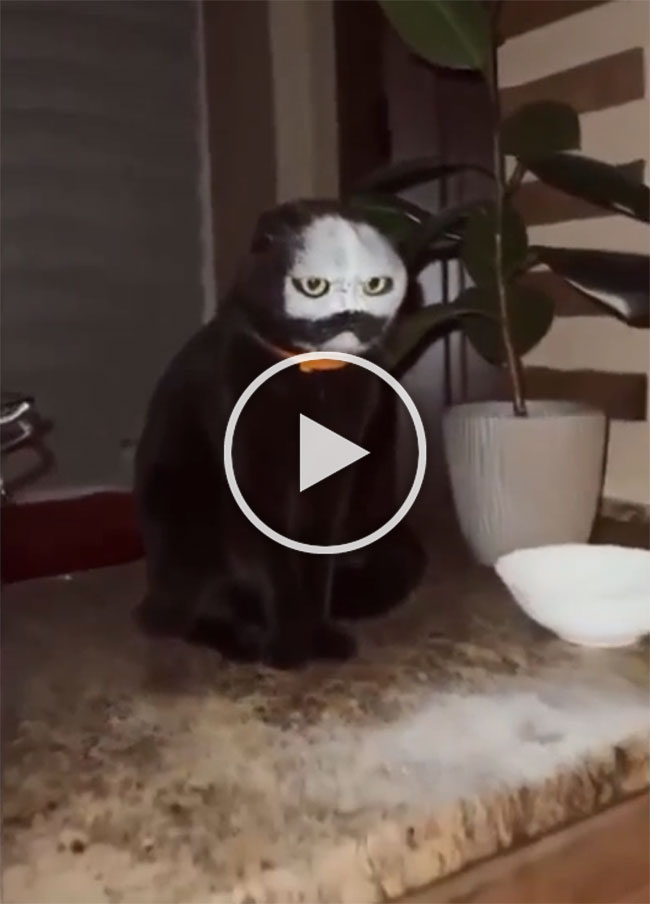 Cat sneezed into a bowl of flour