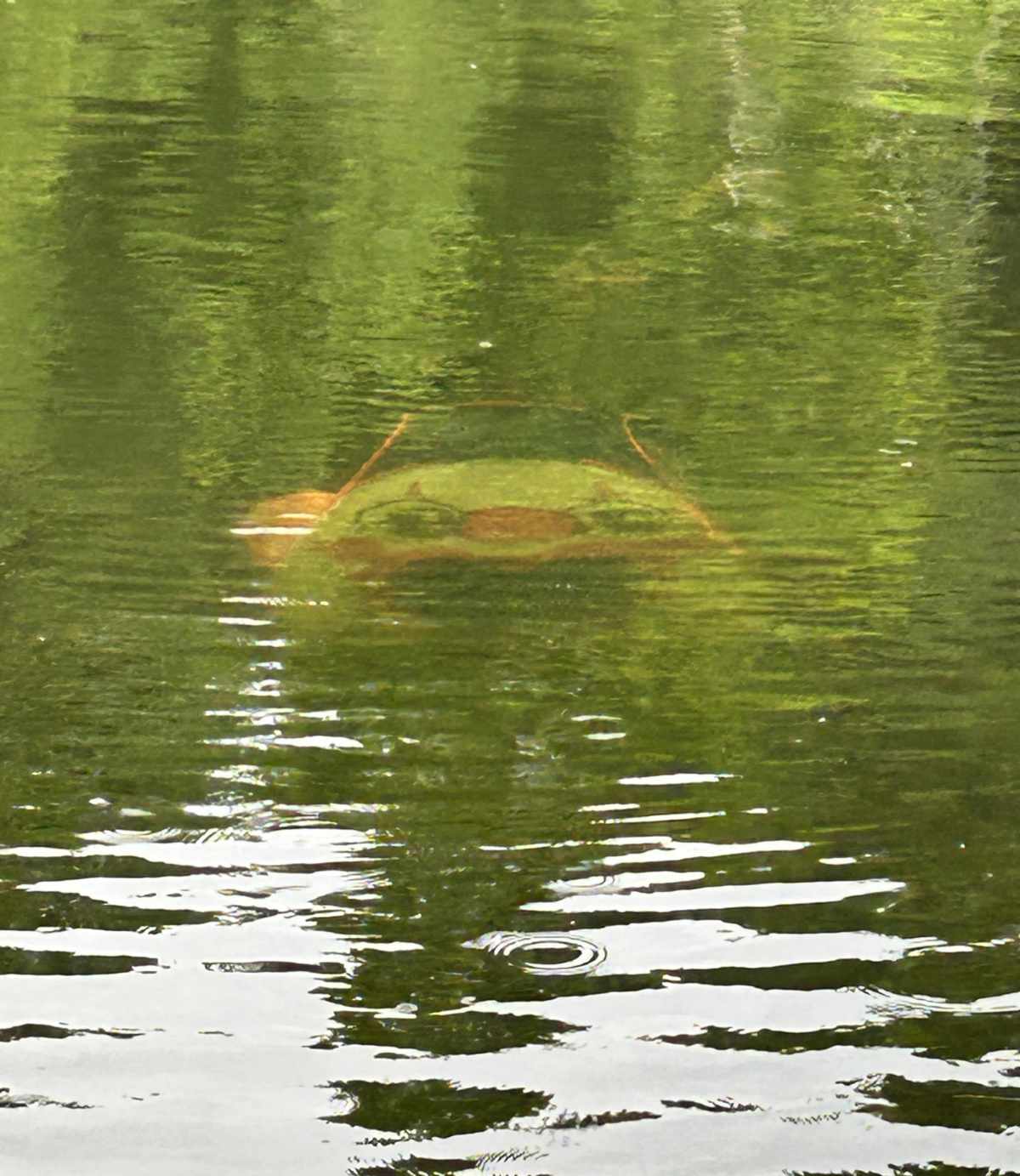 This small tent shaped like a clown blew into a lake, faced itself upwards and scared the hell out of everyone who came across it on bass open