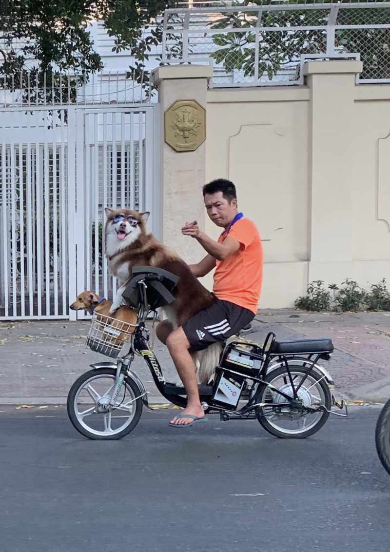 Cool dog on Bike