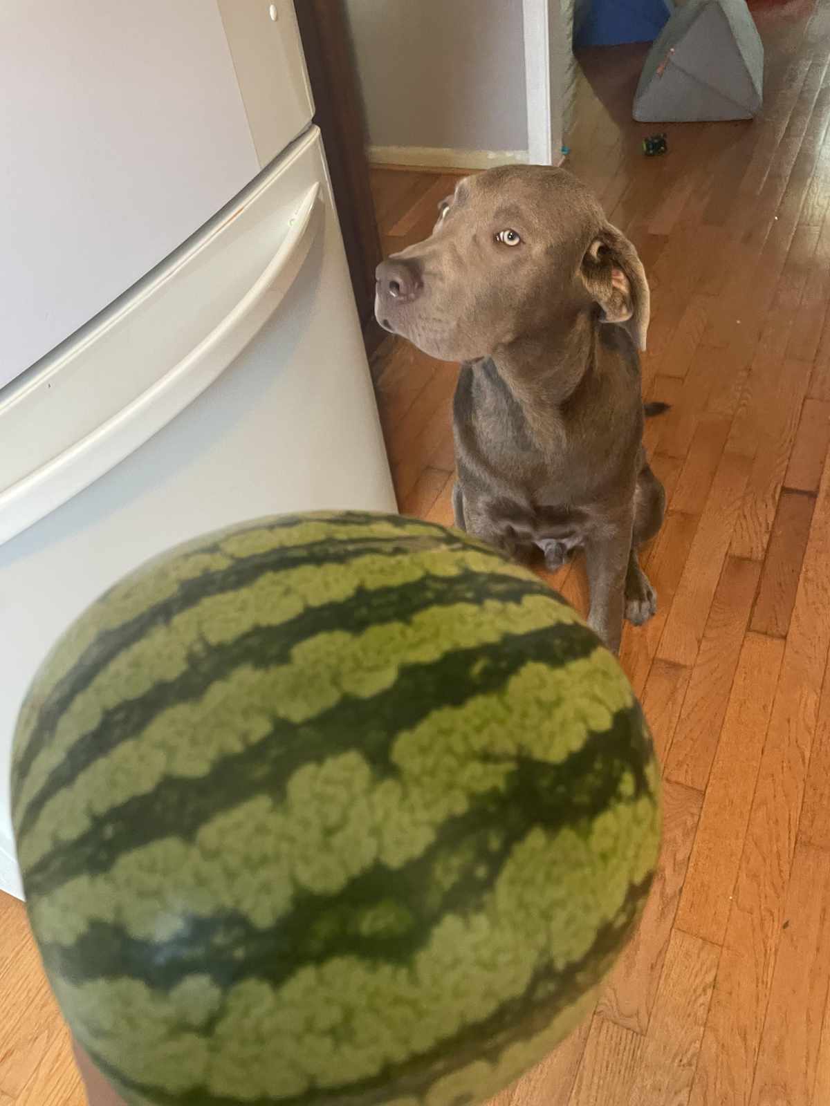 My dog is afraid of this watermelon