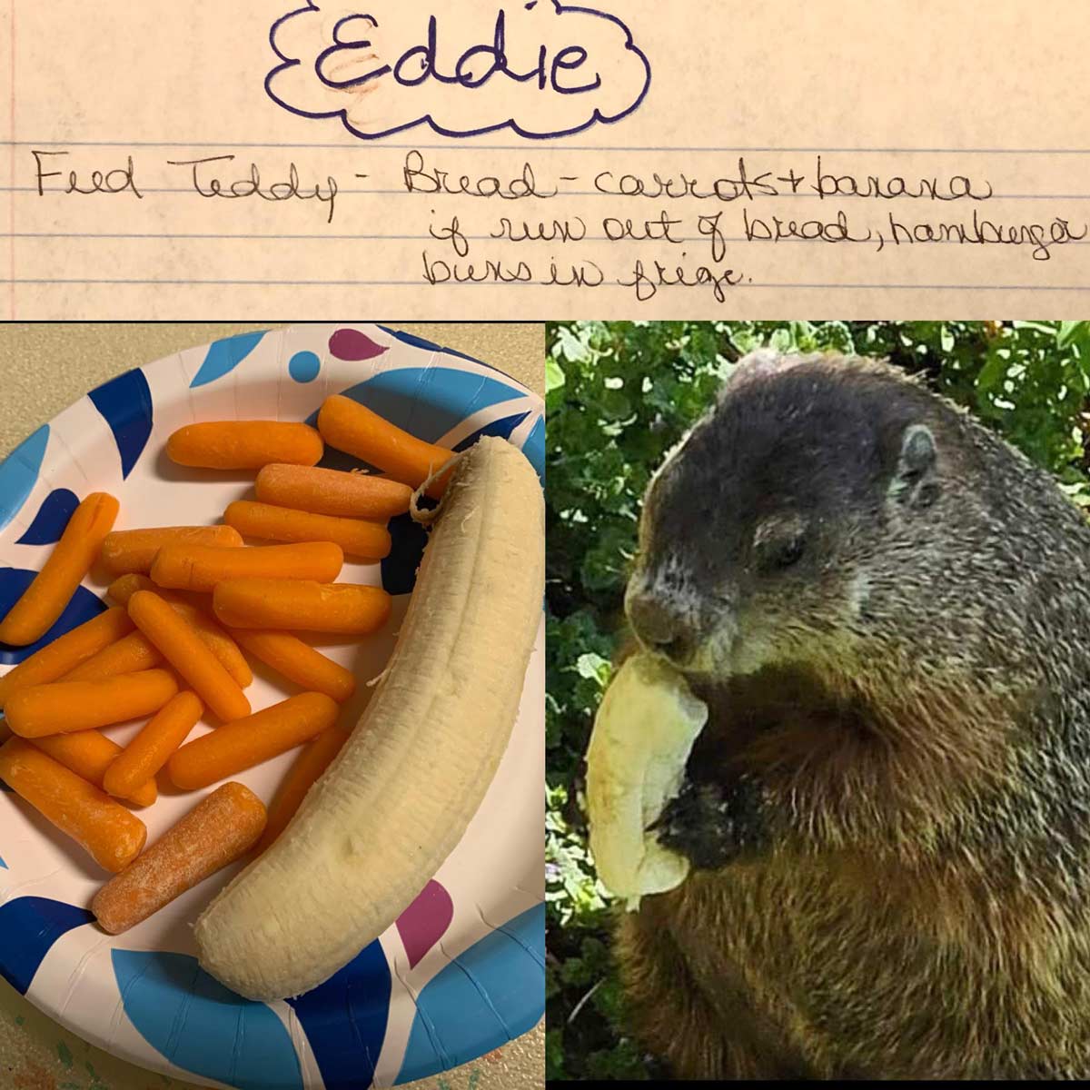 My Grandma went on vacation and left me a list of things to do at her house and one of them was leaving food for her groundhog Teddy