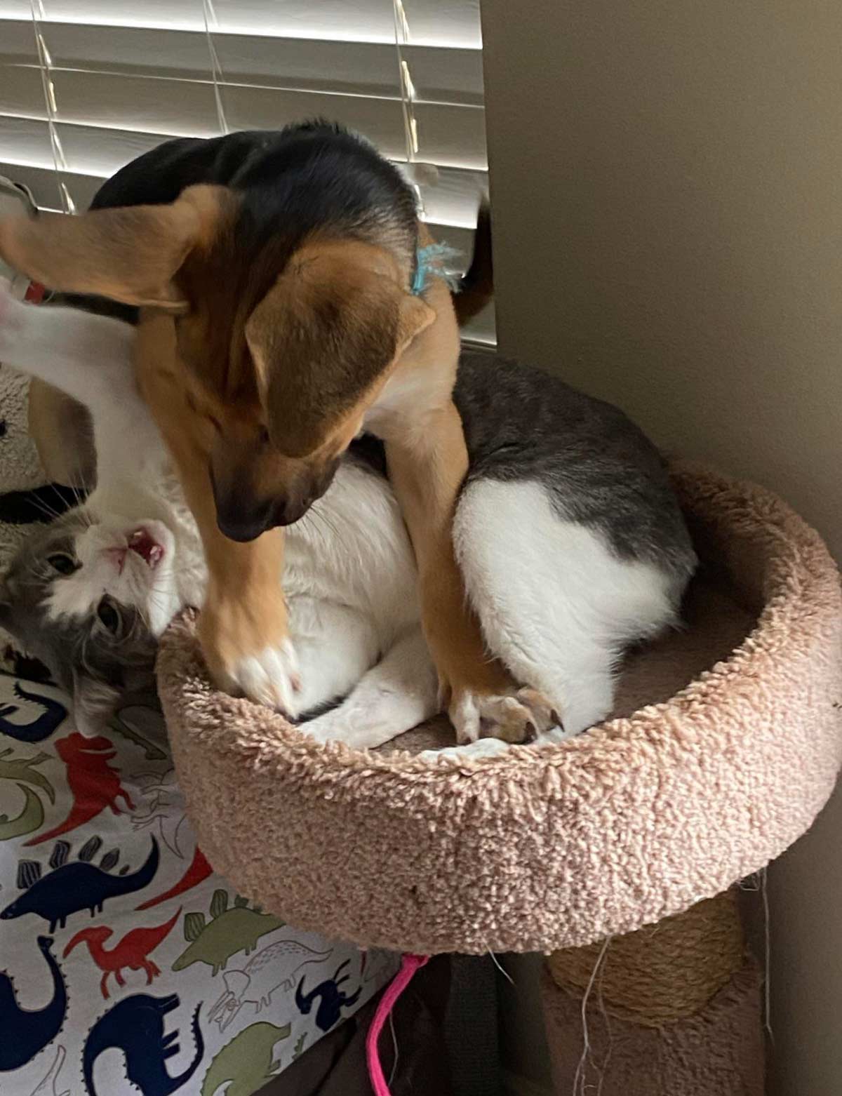 My sister got a new pup, he seems to be getting along with her cat