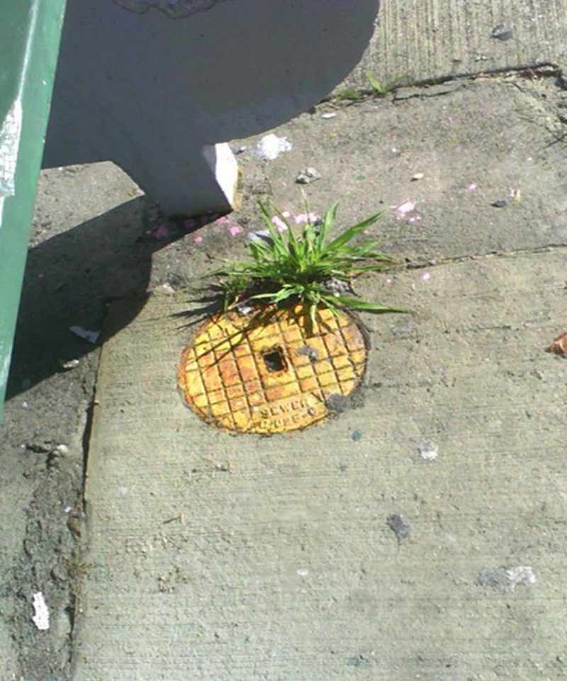 Always wondered how pineapples grow