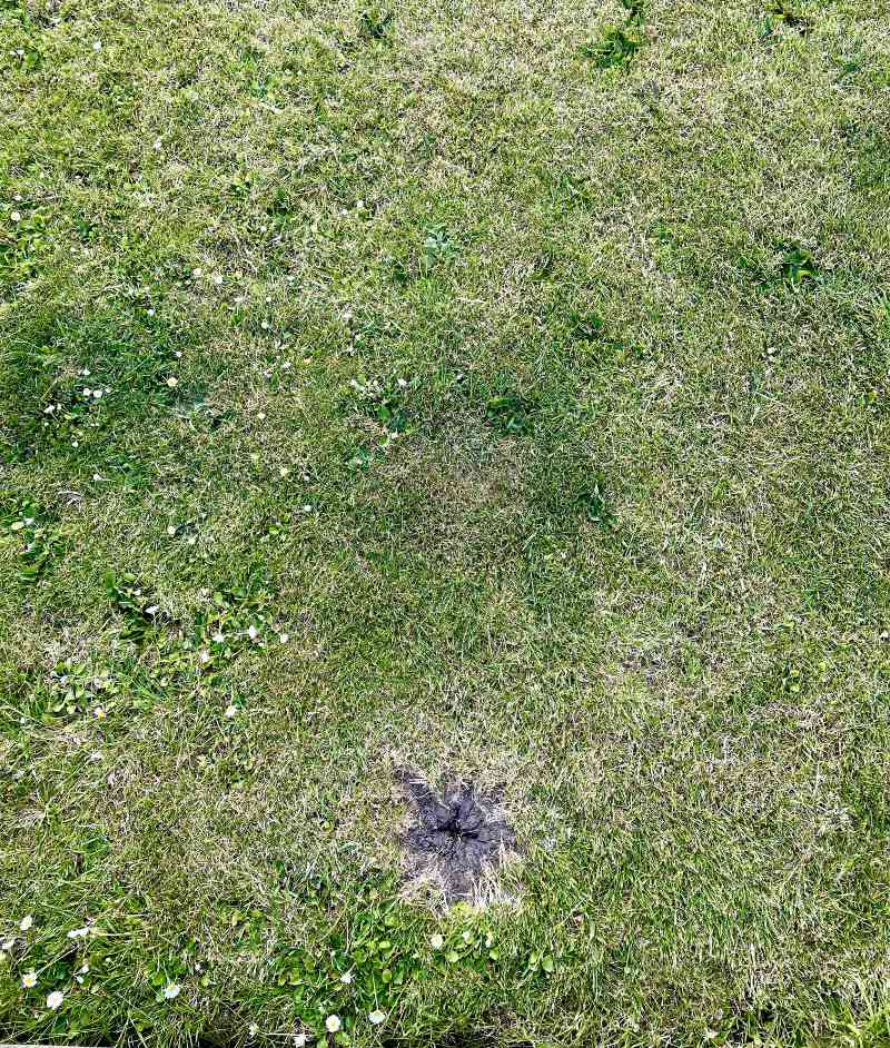 I pulled a large weed out of my front garden, now my lawn has a butthole...
