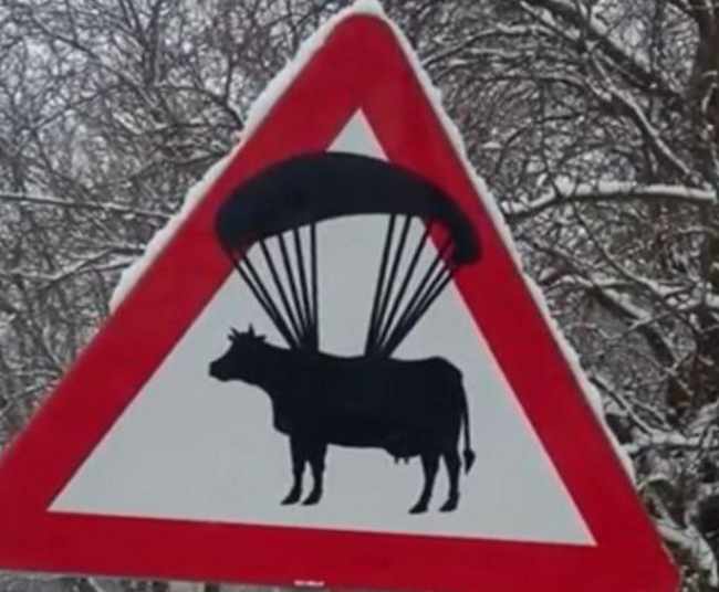 Watch out for the skydiving cows!