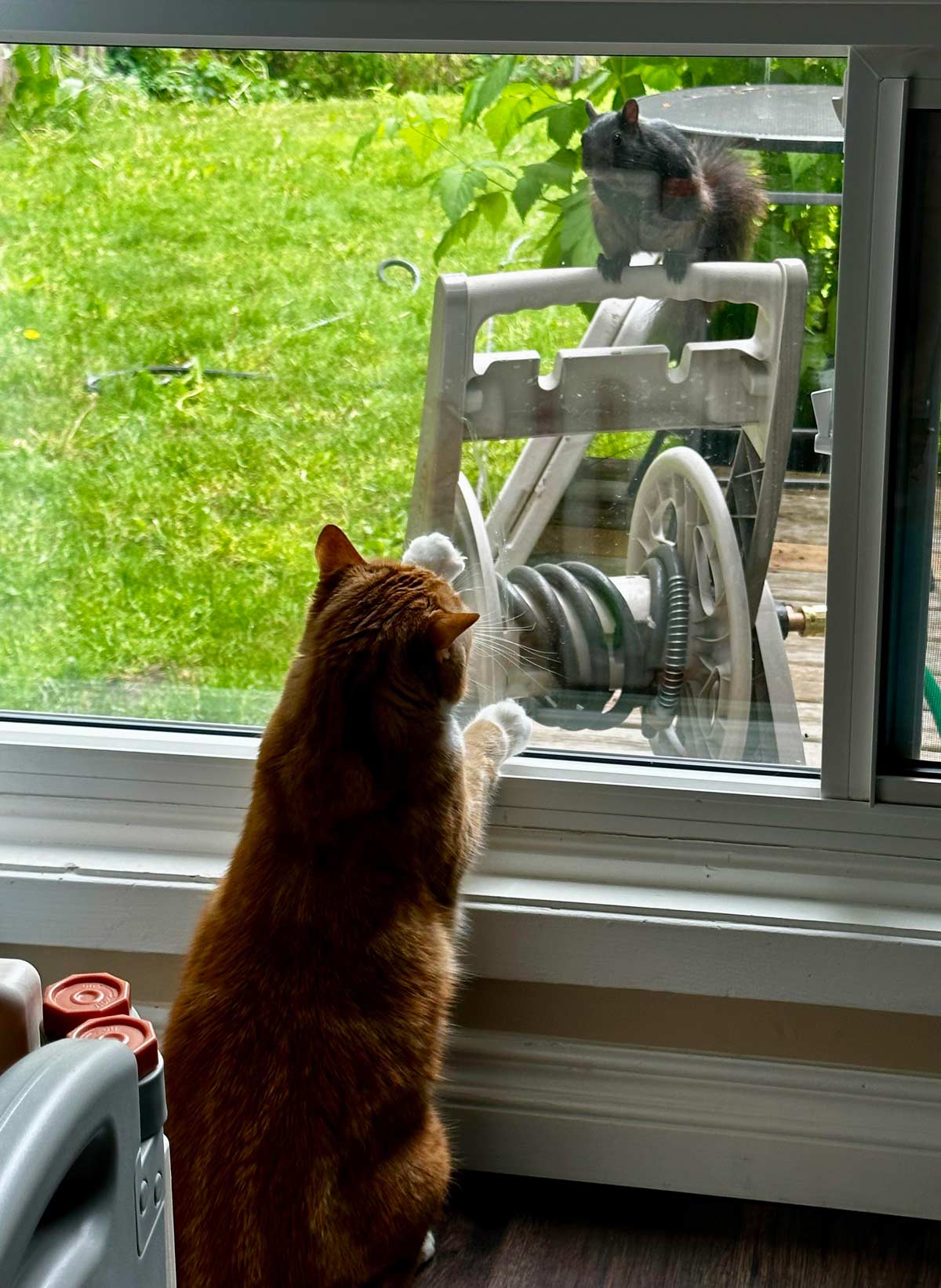 This squirrel likes to terrorize my cat every day