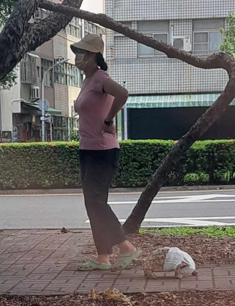 Just a lady walking her tortoise...