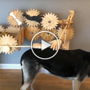 Automatic Dog Petter