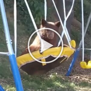 Bear Playing On Swing
