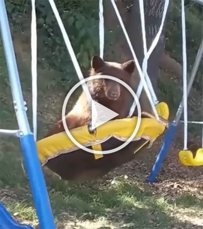 Bear Playing On Swings