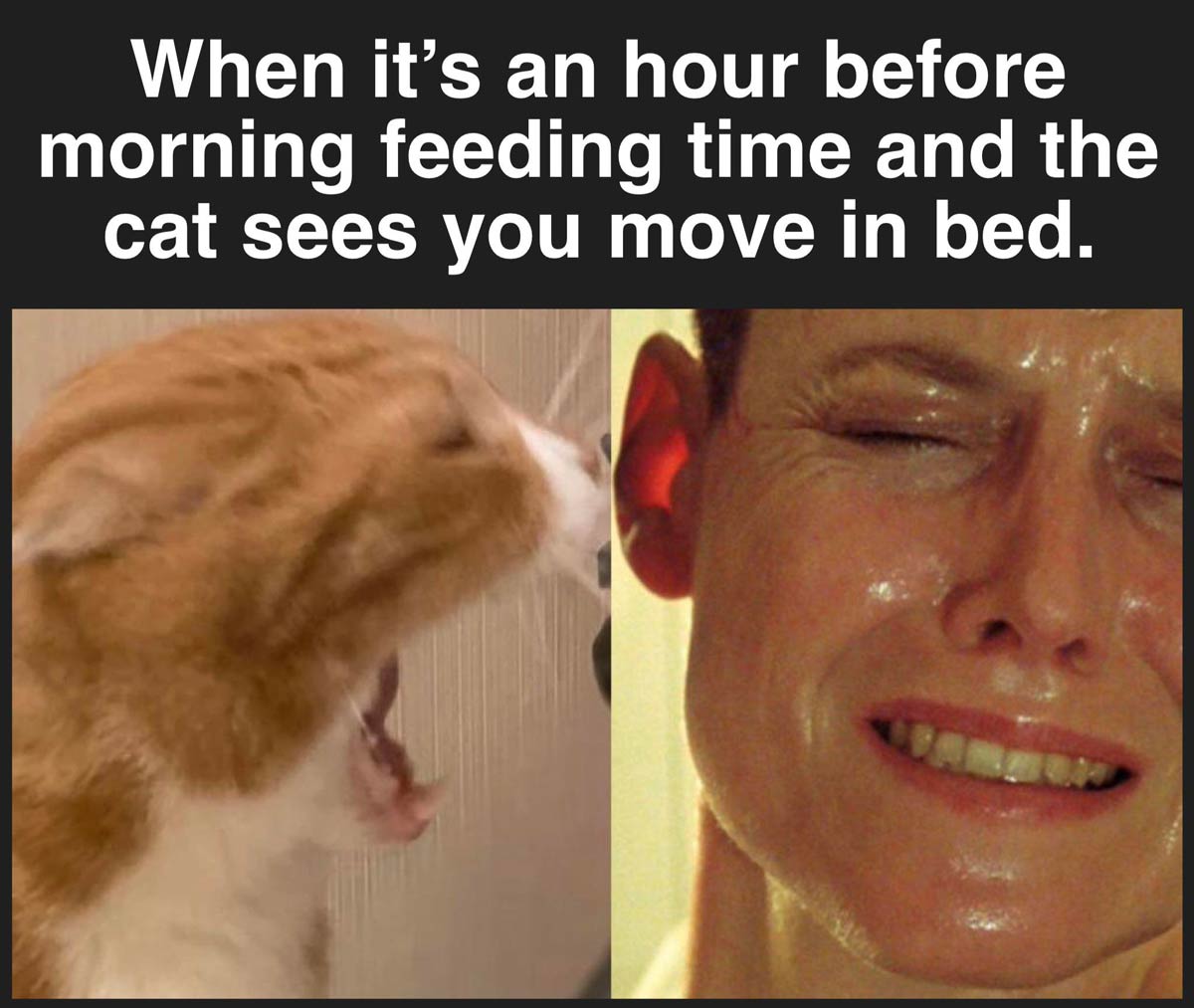 When the cat sees you move in bed