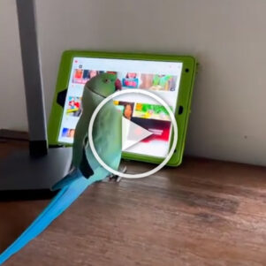 Parrot navigating YouTube on a tablet