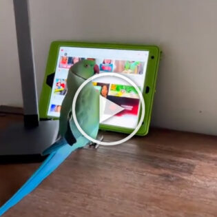 Parrot using a tablet