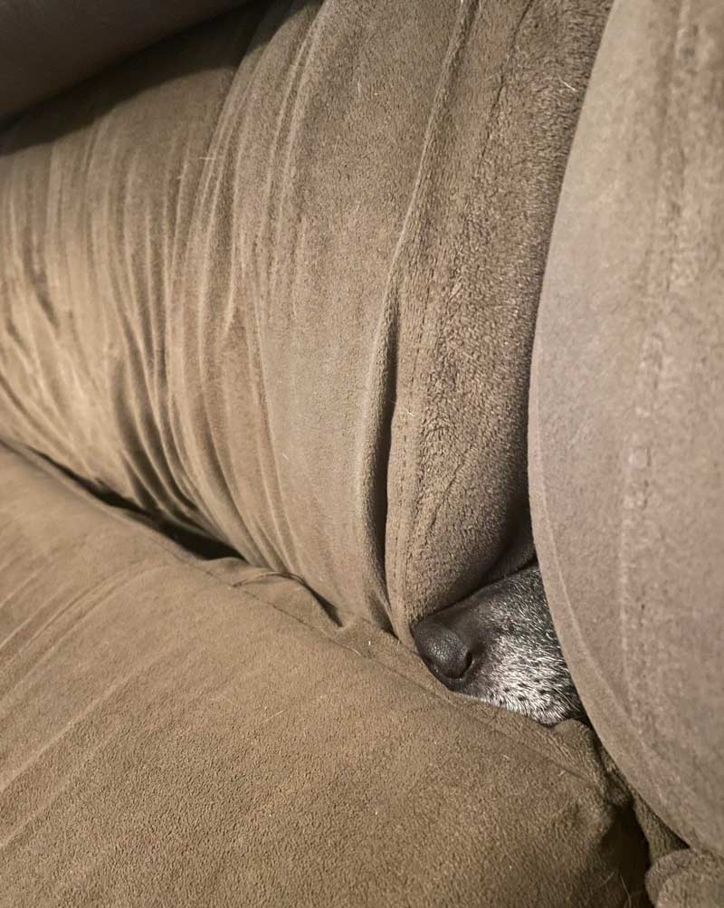 Her favorite hiding spot is inside the couch