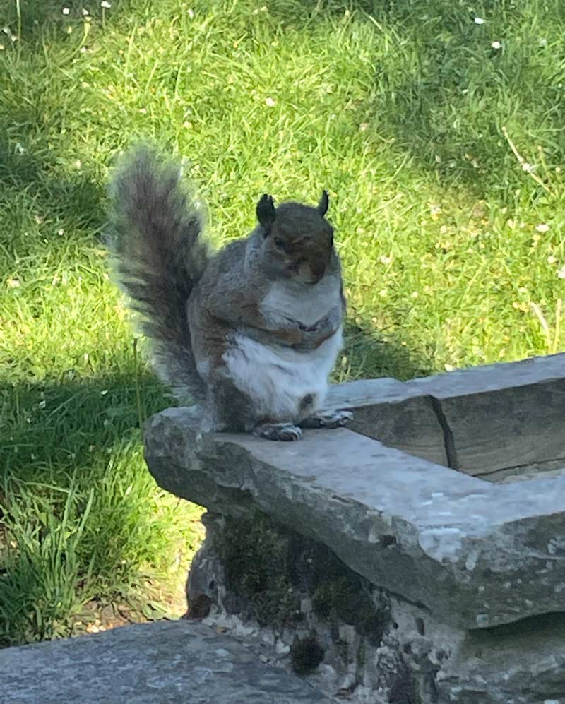 Took a picture of this squirrel plotting something