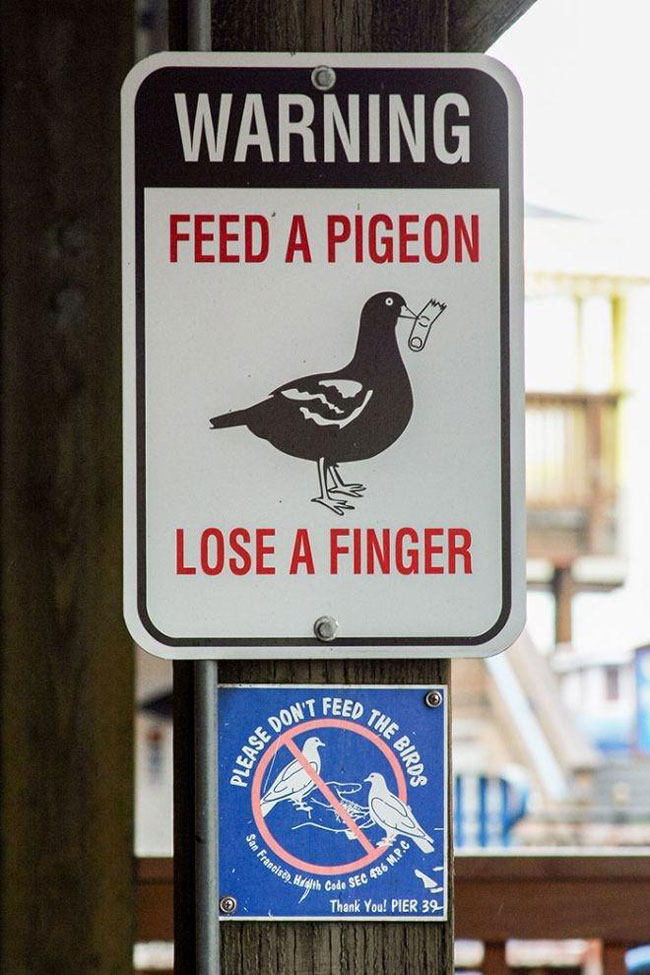 Feed a Pigeon...