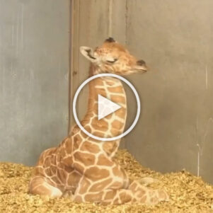 Newborn Giraffe Trying to Sleep