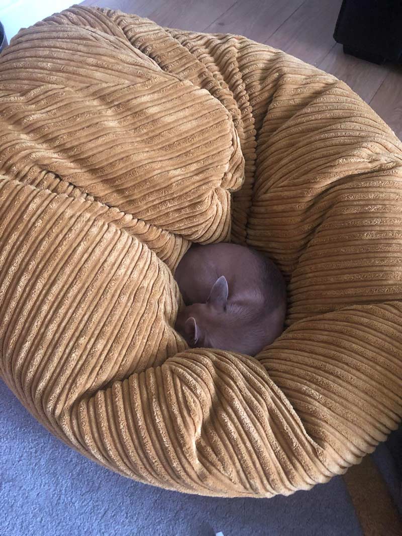I can never get to sit in my beanbag my dog is always stealing it
