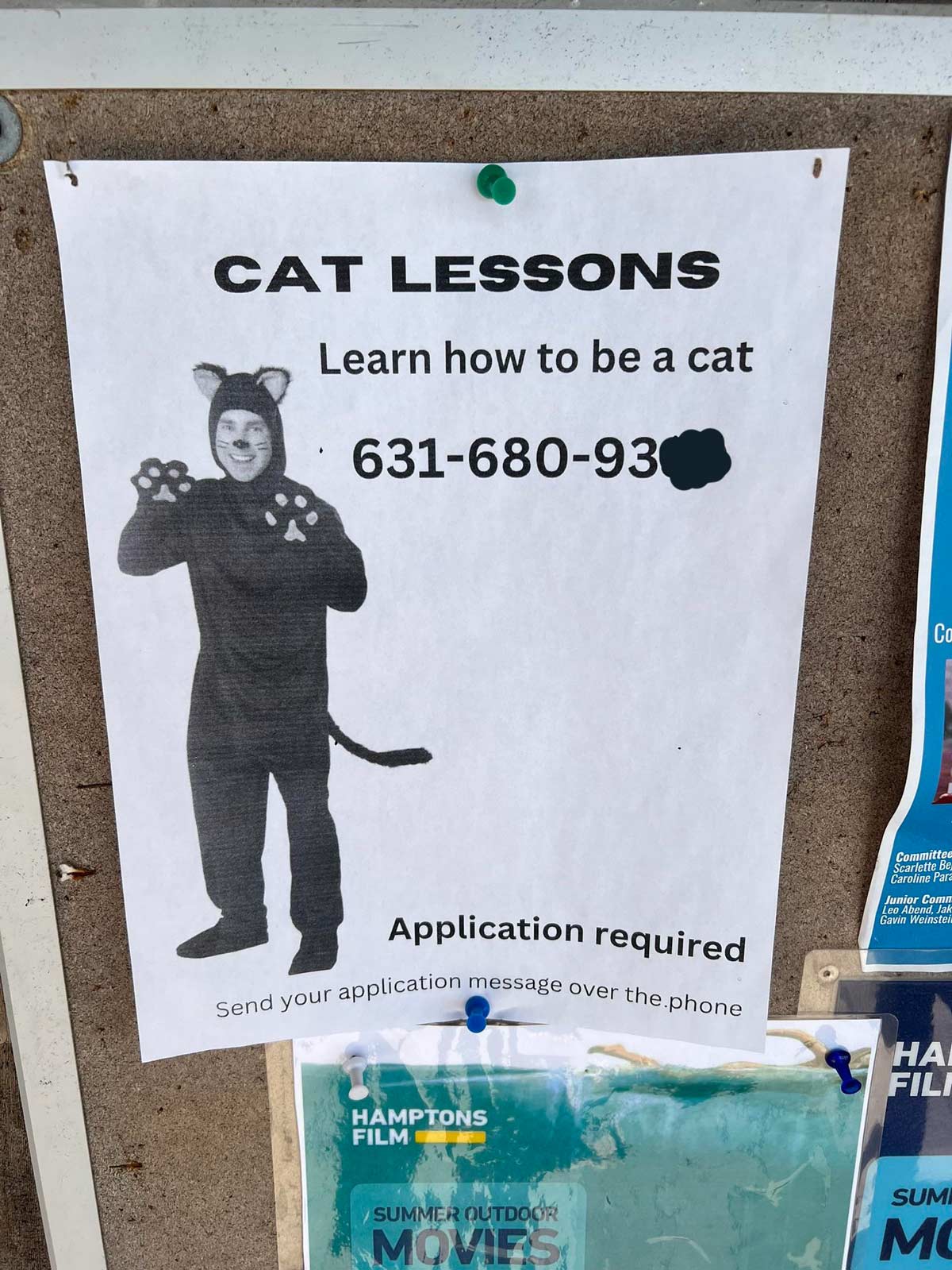 Anyone need cat lessons?