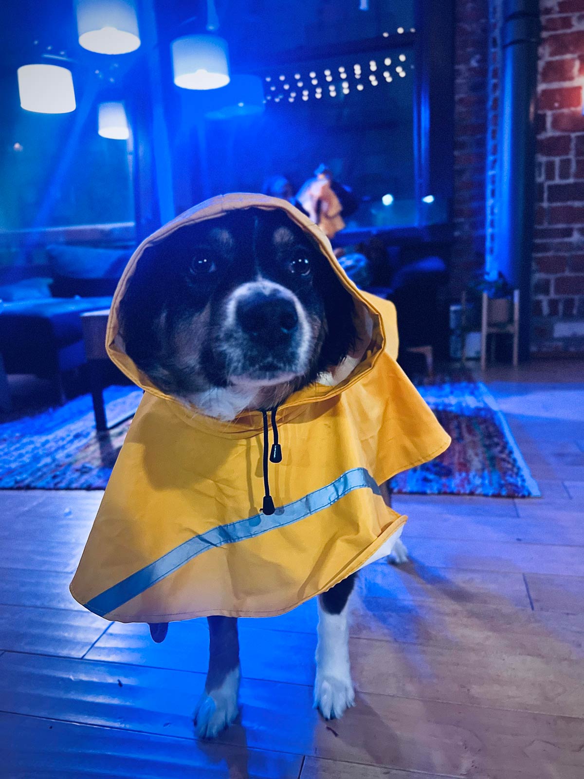 Anyway my dog has a raincoat