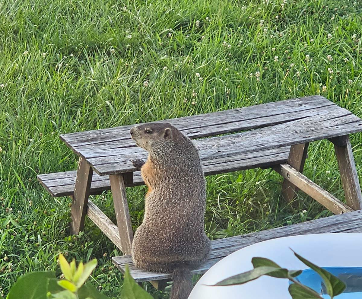 The groundhog in our backyard likes our kid's bench