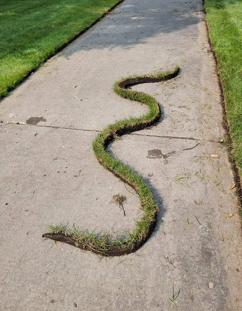 Found a massive grass snake while I was doing some yard work today