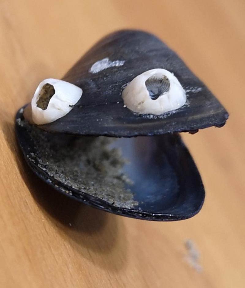 I found a mussel with natural goggly eyes