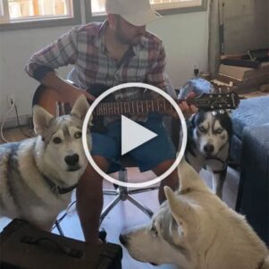 My husband trying to play guitar with our 3 huskies in the house