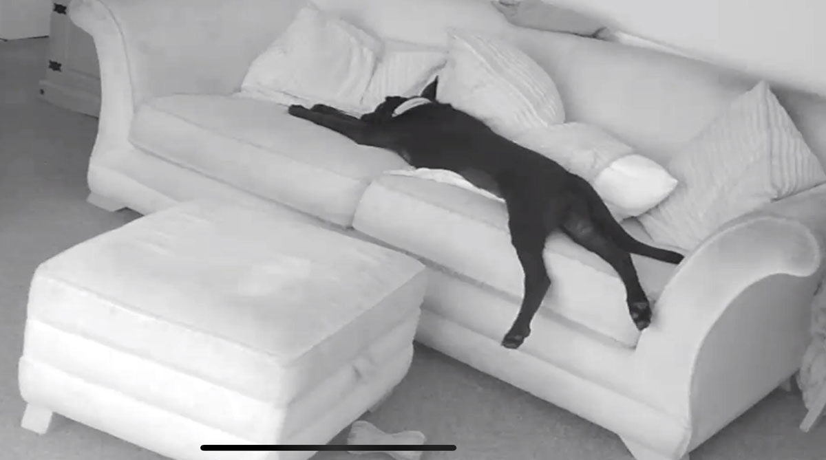 Checked the pup cam today to make sure he wasn’t doing anything he shouldn’t be... Think he’s comfy?