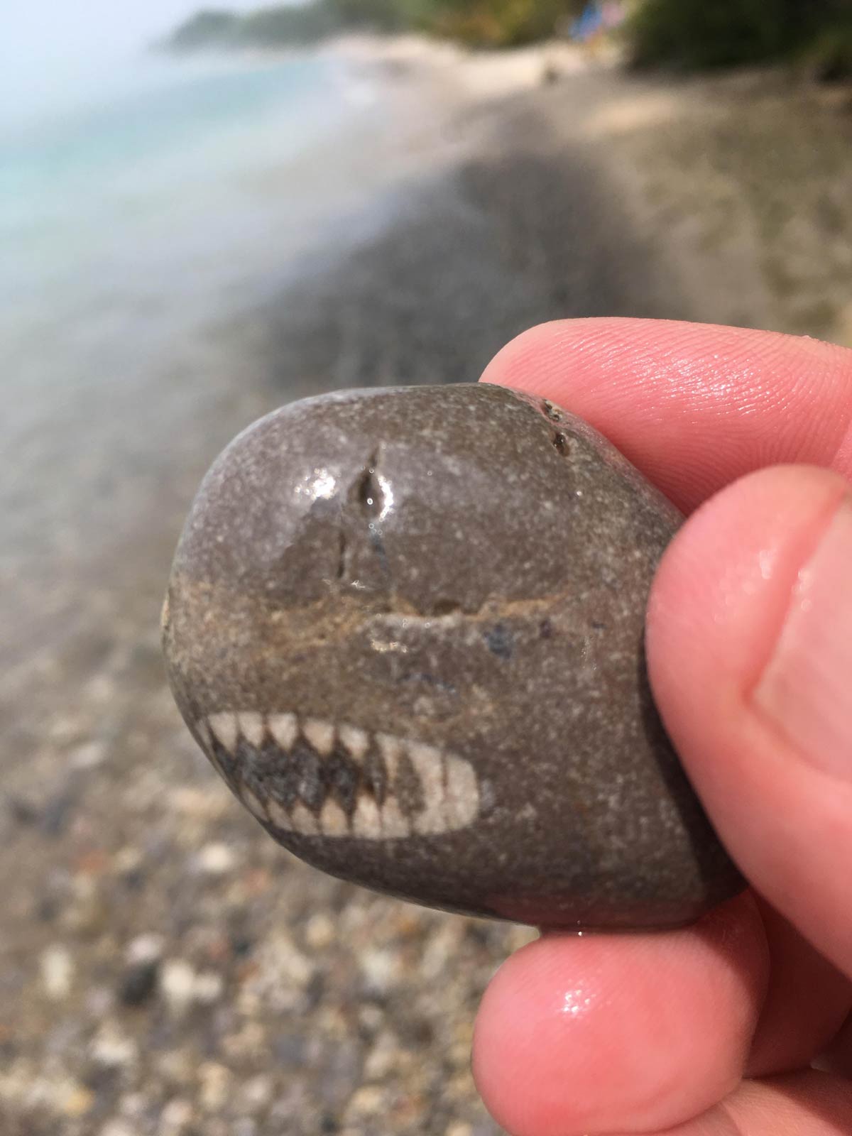 Found a rock that looks like a shark
