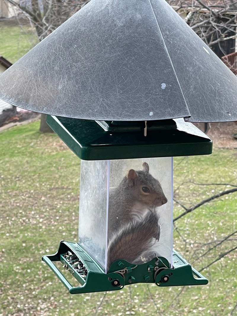 My dad recently got a new squirrel-proof bird feeder...