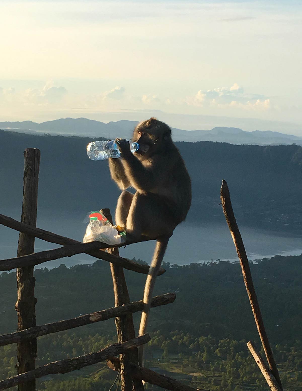 Hiked a mountain in hot weather. A monkey stole my water at the top then proceeded to drink it on front of me