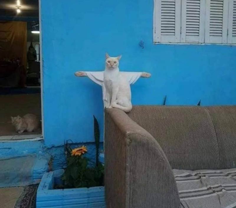 Cat the Redeemer
