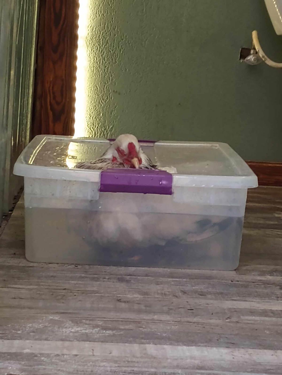 My friend's chicken likes to nap while soaking in her little hot tub
