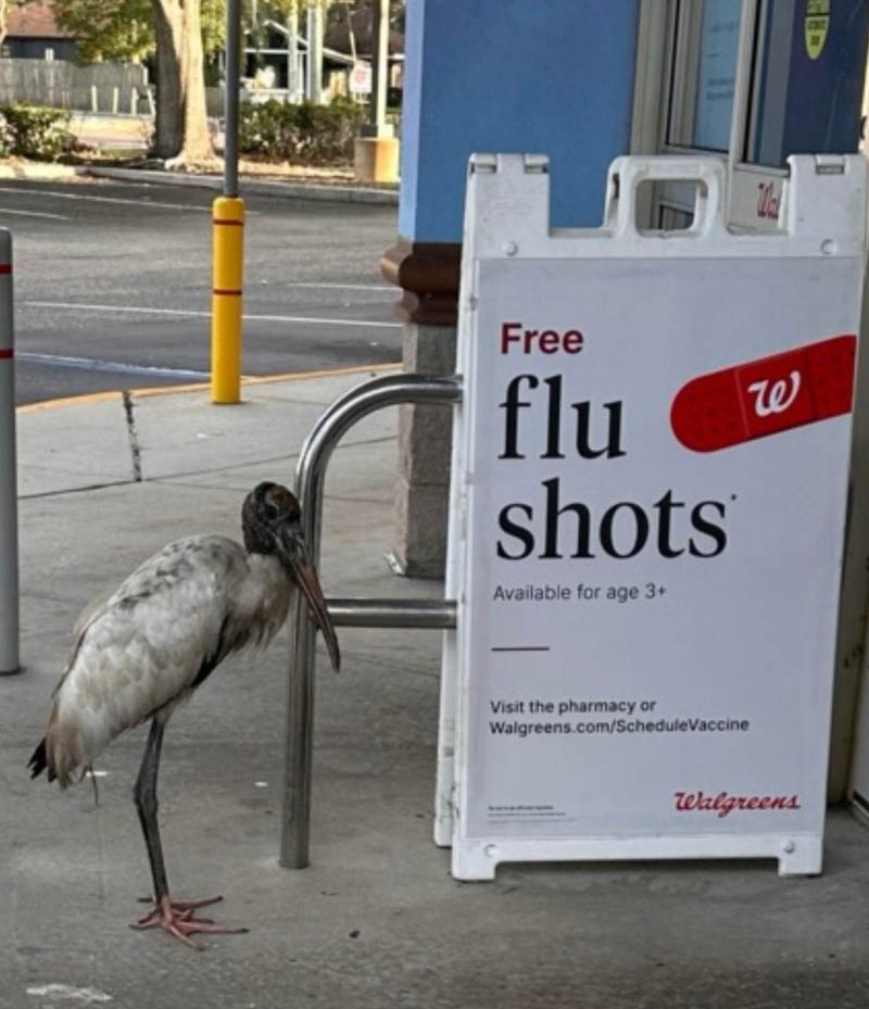 My instincts tell me it might be a bad year for bird flu