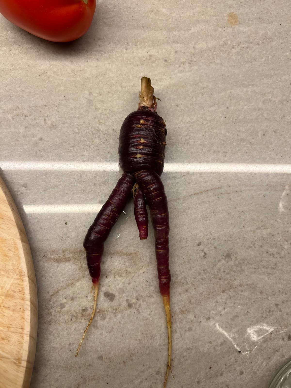 My wife grew this carrot in our greenhouse