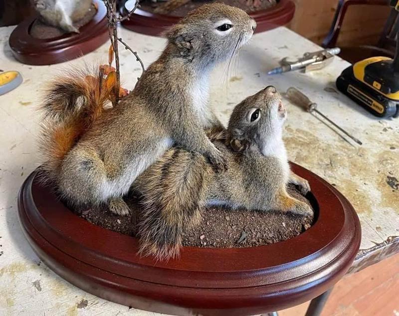 Taxidermy at its finest