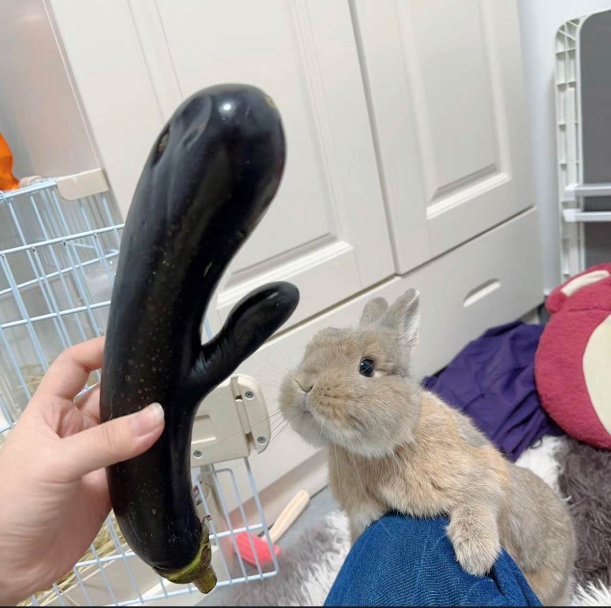 This eggplant is…really big (bunny for scale)