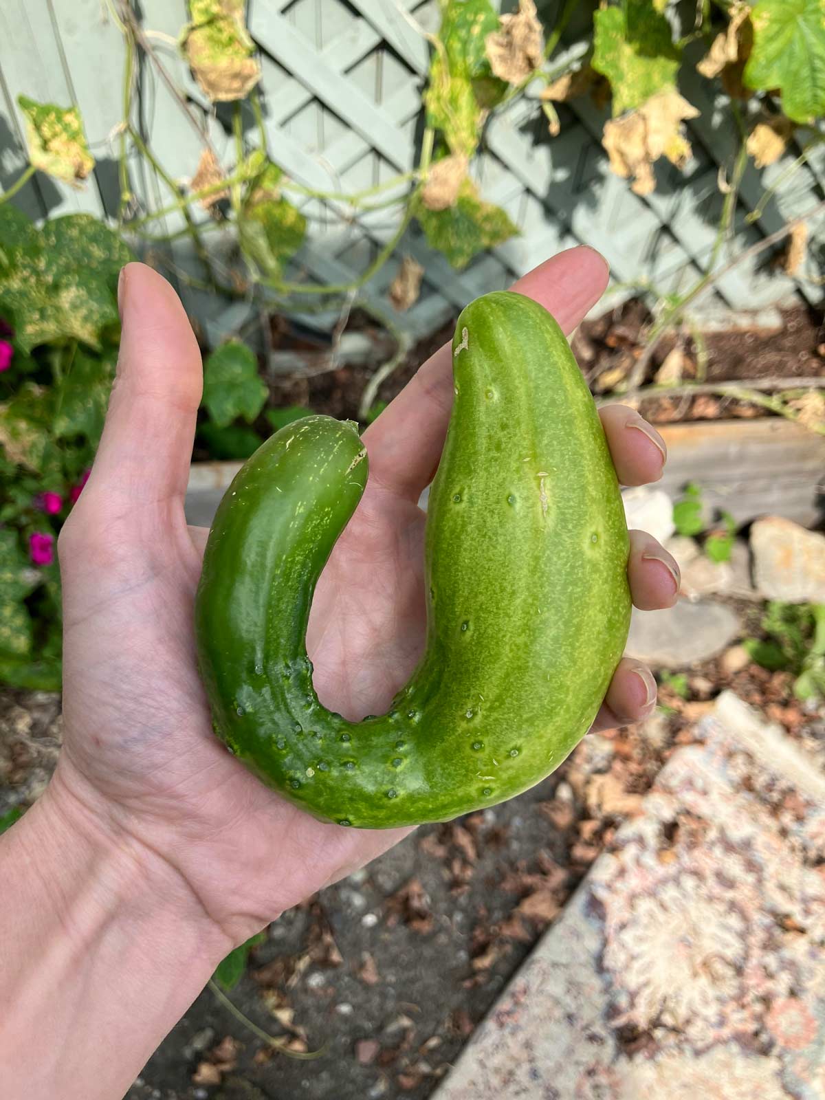 This cucumber I grew