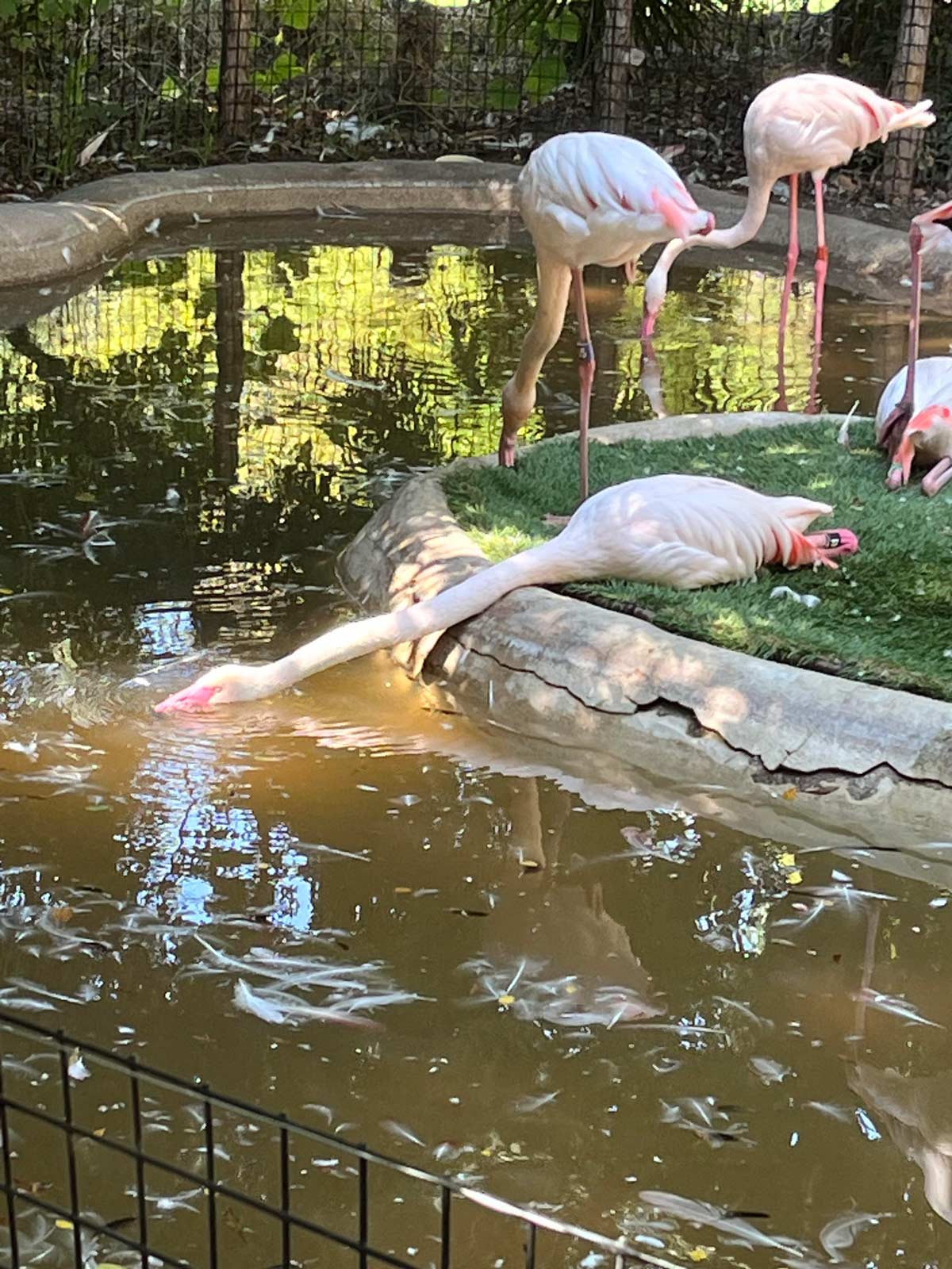 ITAP of a flamingo having a long sip