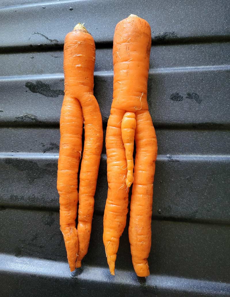We just harvested this risqué couple from our garden