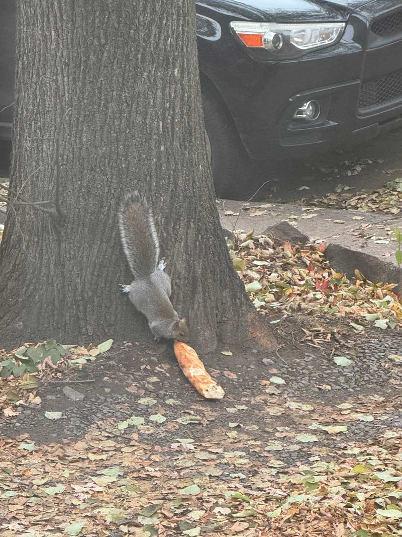 French squirrel