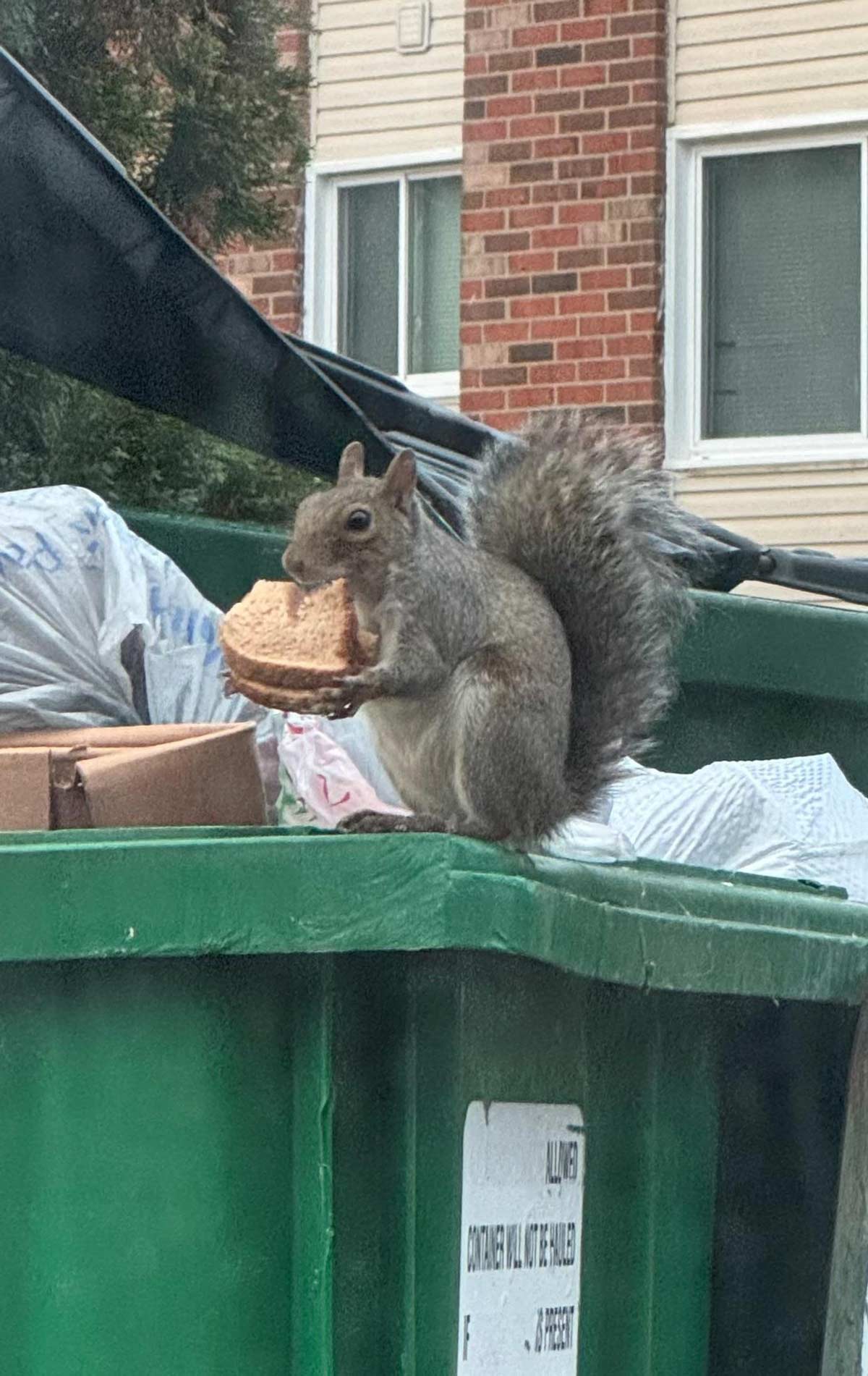 Squirrel eating a sandwich