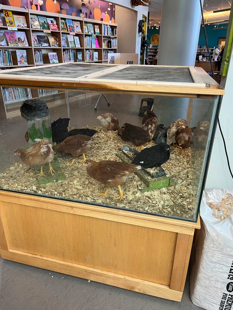 My rural county library in Kentucky has chickens