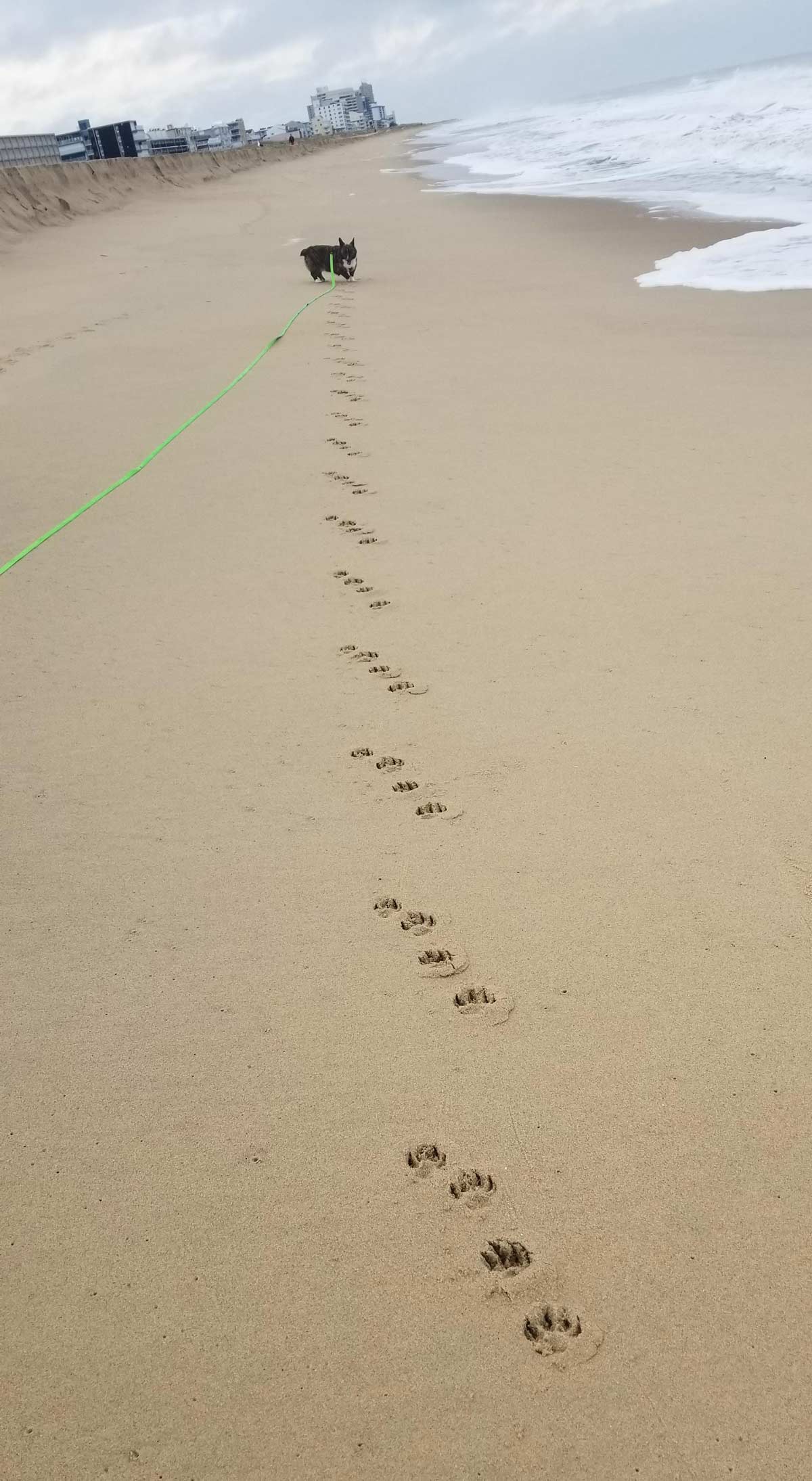 My dog's footprints leave perfect stripes when he runs on the beach
